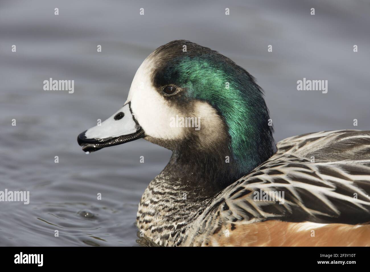 Canard d'Chiloé - Anas sibilatrix Head Shot Slimbridge WWT Gloucestershire, Royaume-Uni BI013105 Banque D'Images