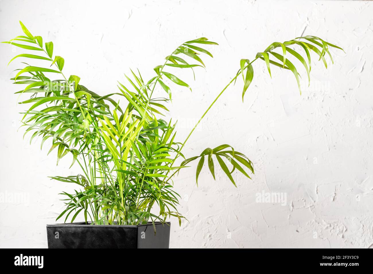 Chamaedorea elegans ou Parlor plante de palme sur mur blanc intérieur Banque D'Images