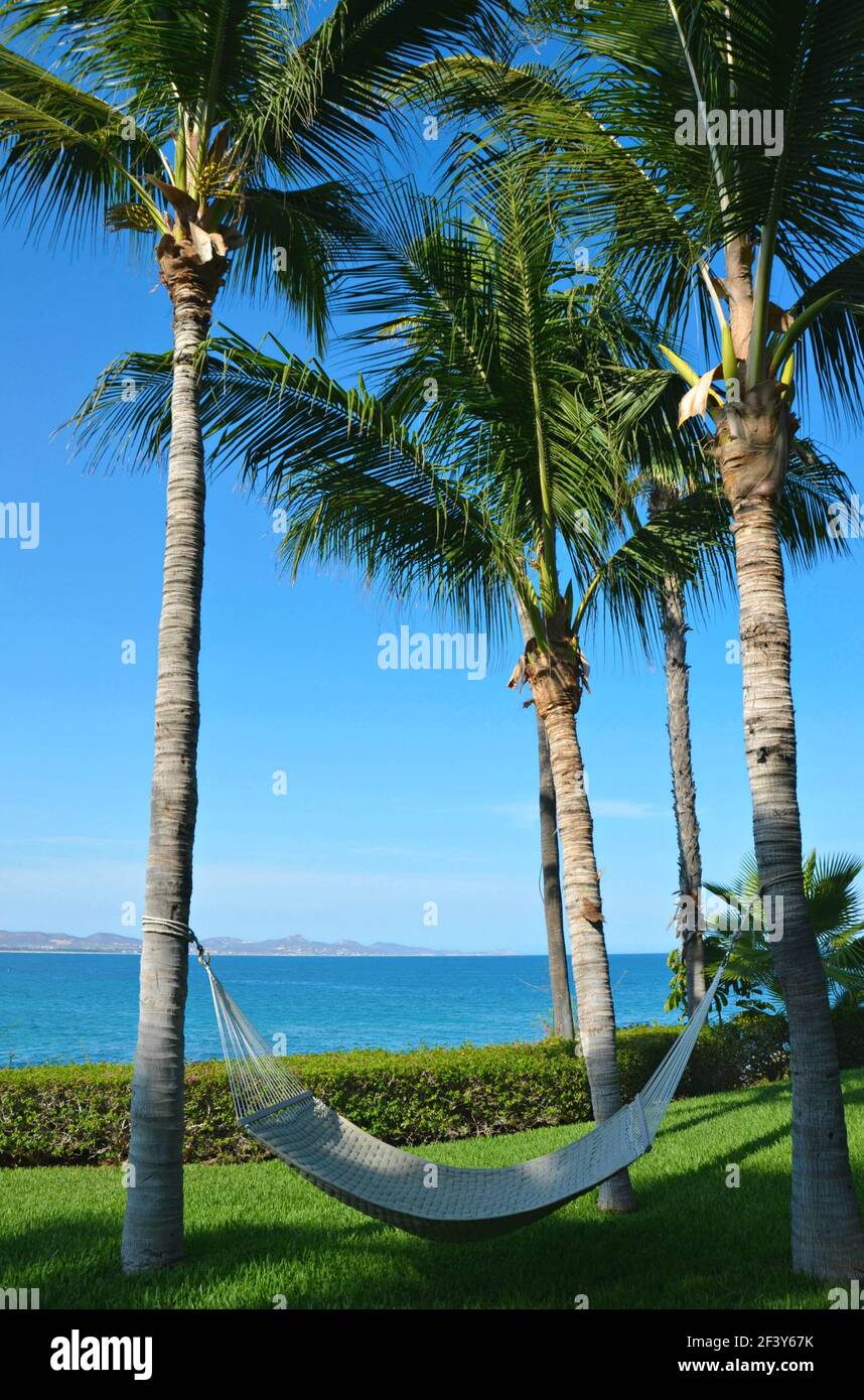 Paysage pittoresque avec un hamac entre deux palmiers sur les jardins de la seule et unique station de luxe Palmilla à San José del Cabo, Mexique. Banque D'Images