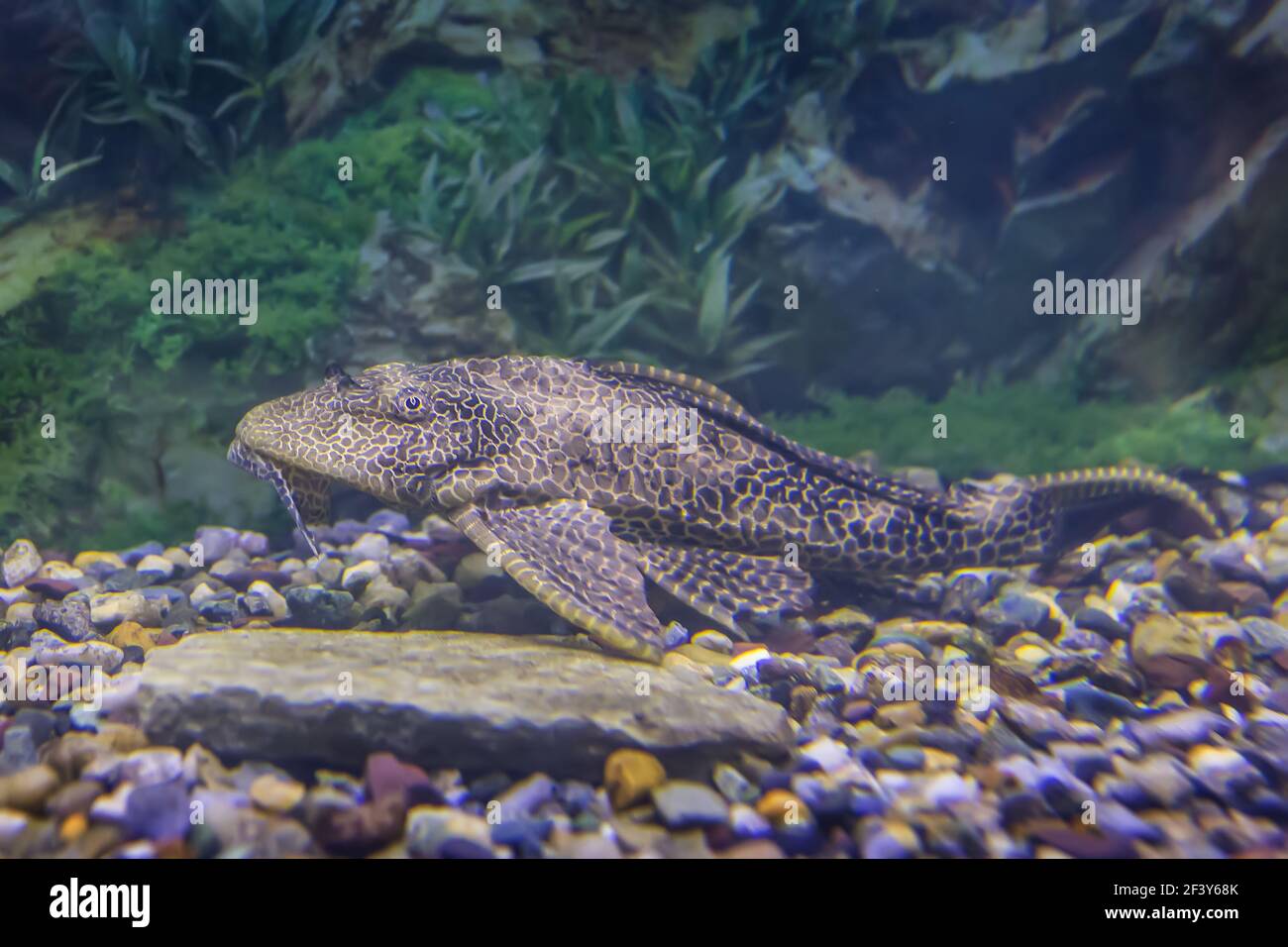 poisson-chat tacheté dans un bel aquarium Banque D'Images
