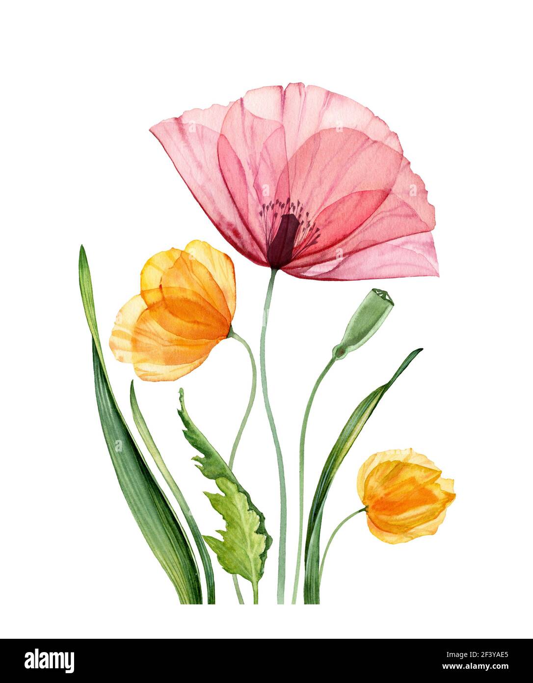Composition florale aquarelle. Gros pavot rouge et tulipes jaunes. Fleurs de champ d'été avec des feuilles vertes. Illustration botanique réaliste pour Pâques Banque D'Images