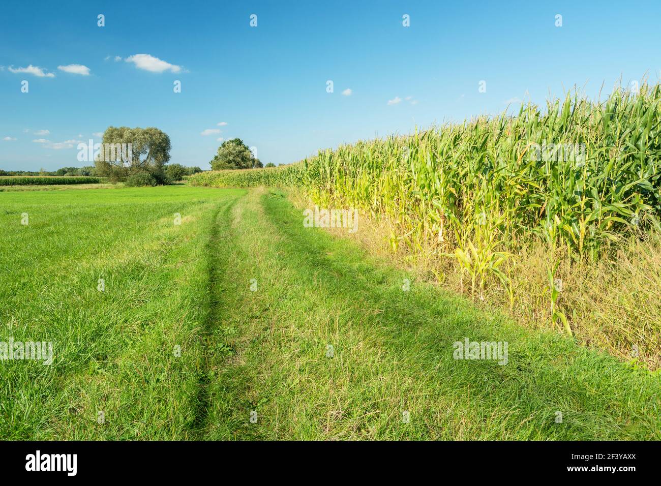 Un chemin herbeux par un champ de maïs, des arbres et un ciel bleu, Noviny, Pologne Banque D'Images