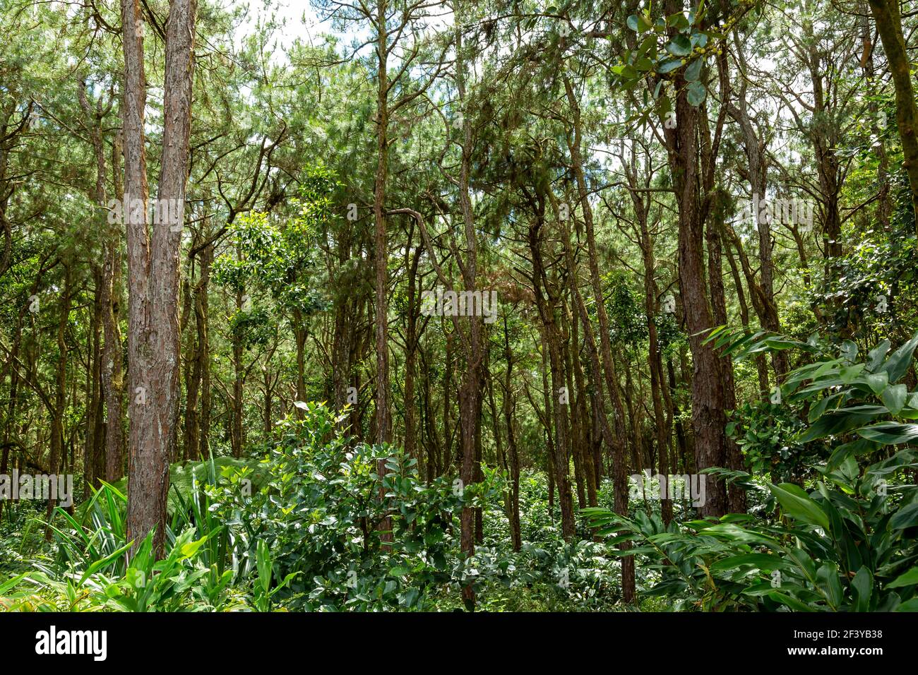 Forêt le matin près du réservoir Mare aux Vacoas, Maurice. Banque D'Images