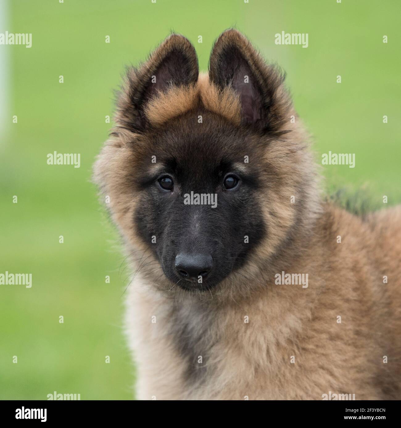 Chien berger belge Puppy Tervueren Banque D'Images
