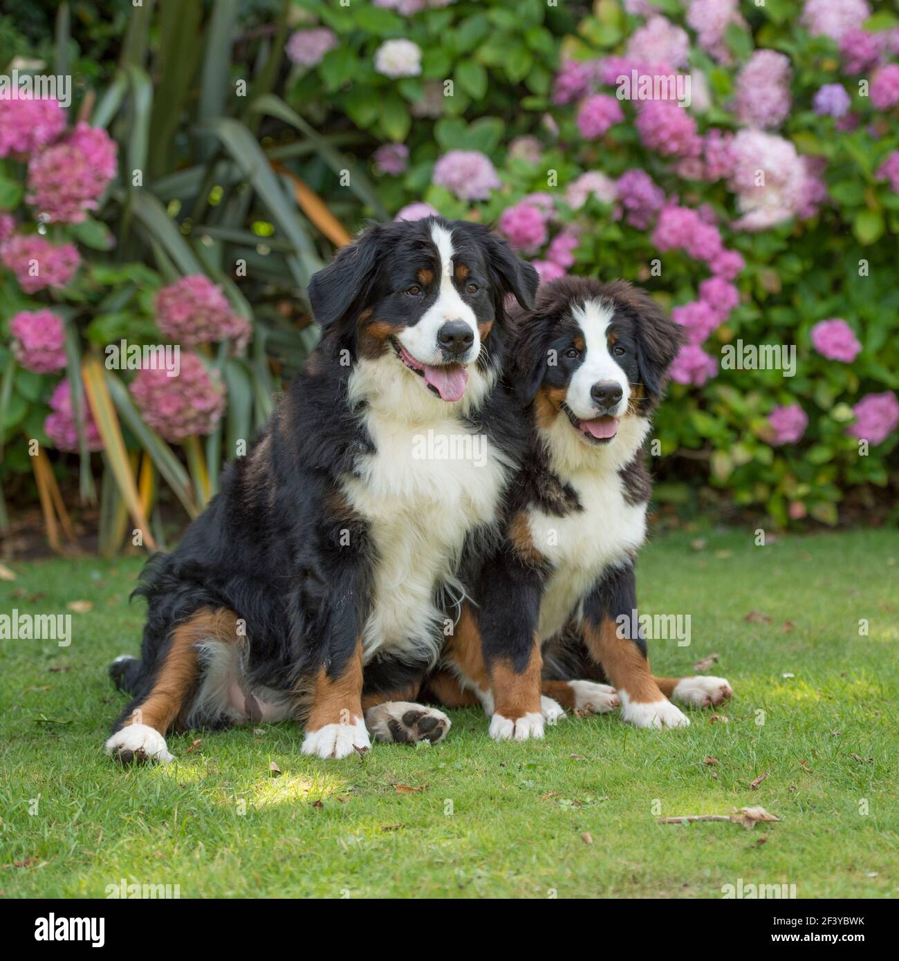 Bernois Banque D'Images