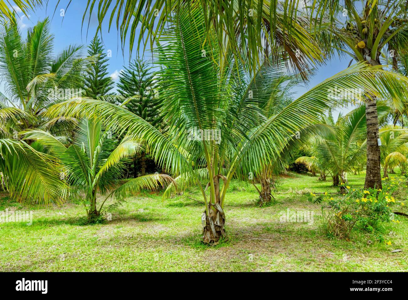 plantation de cocotiers. Banque D'Images