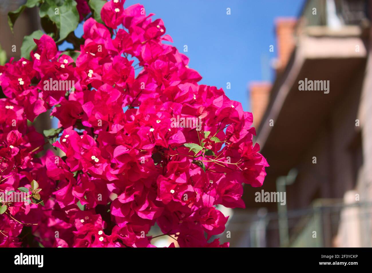 Gros plan d'une branche de bougainvilliers avec de multiples fleurs roses magenta dans un jardin urbain, avec espace de copie Banque D'Images