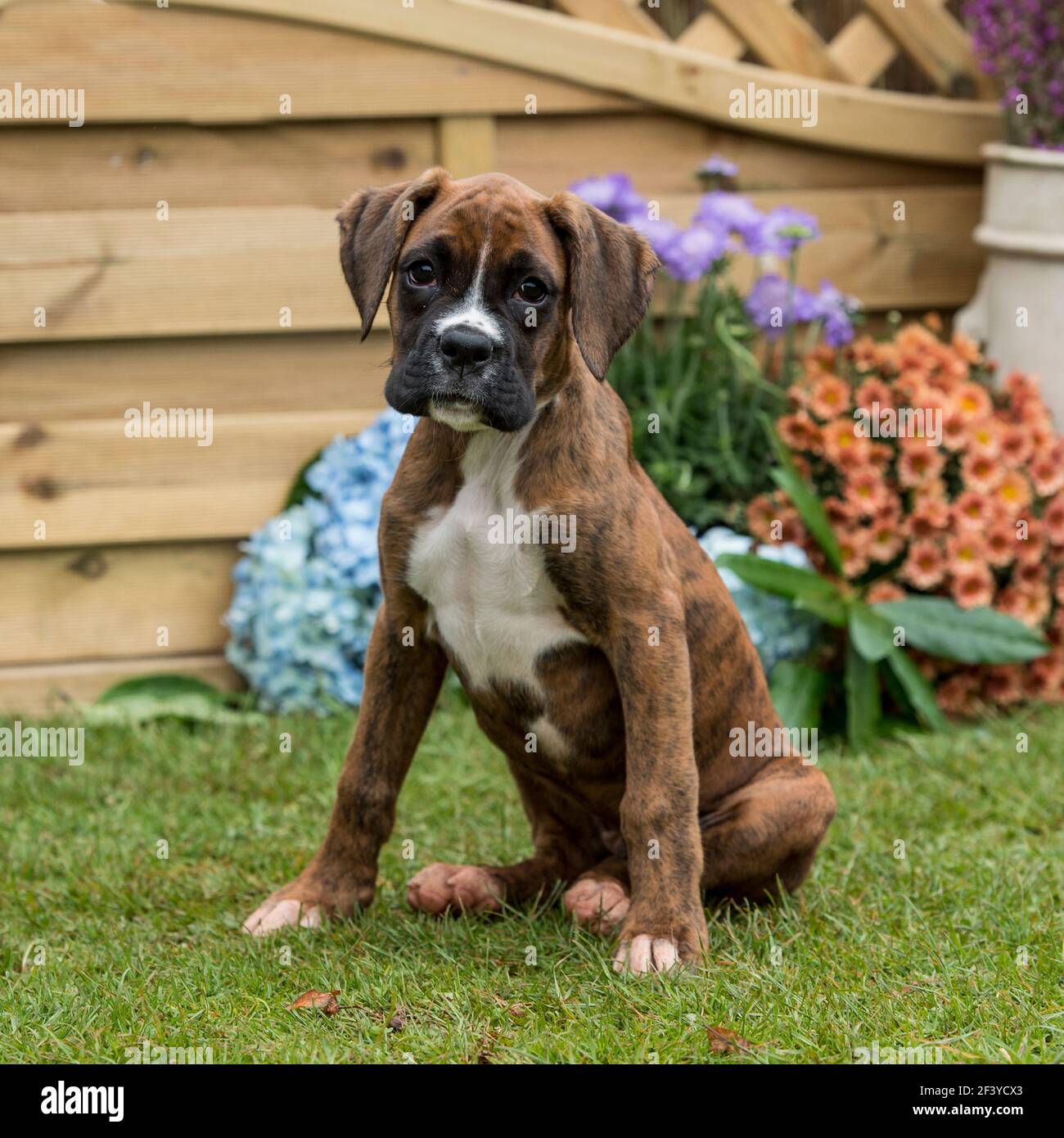 chiot Boxer Banque D'Images