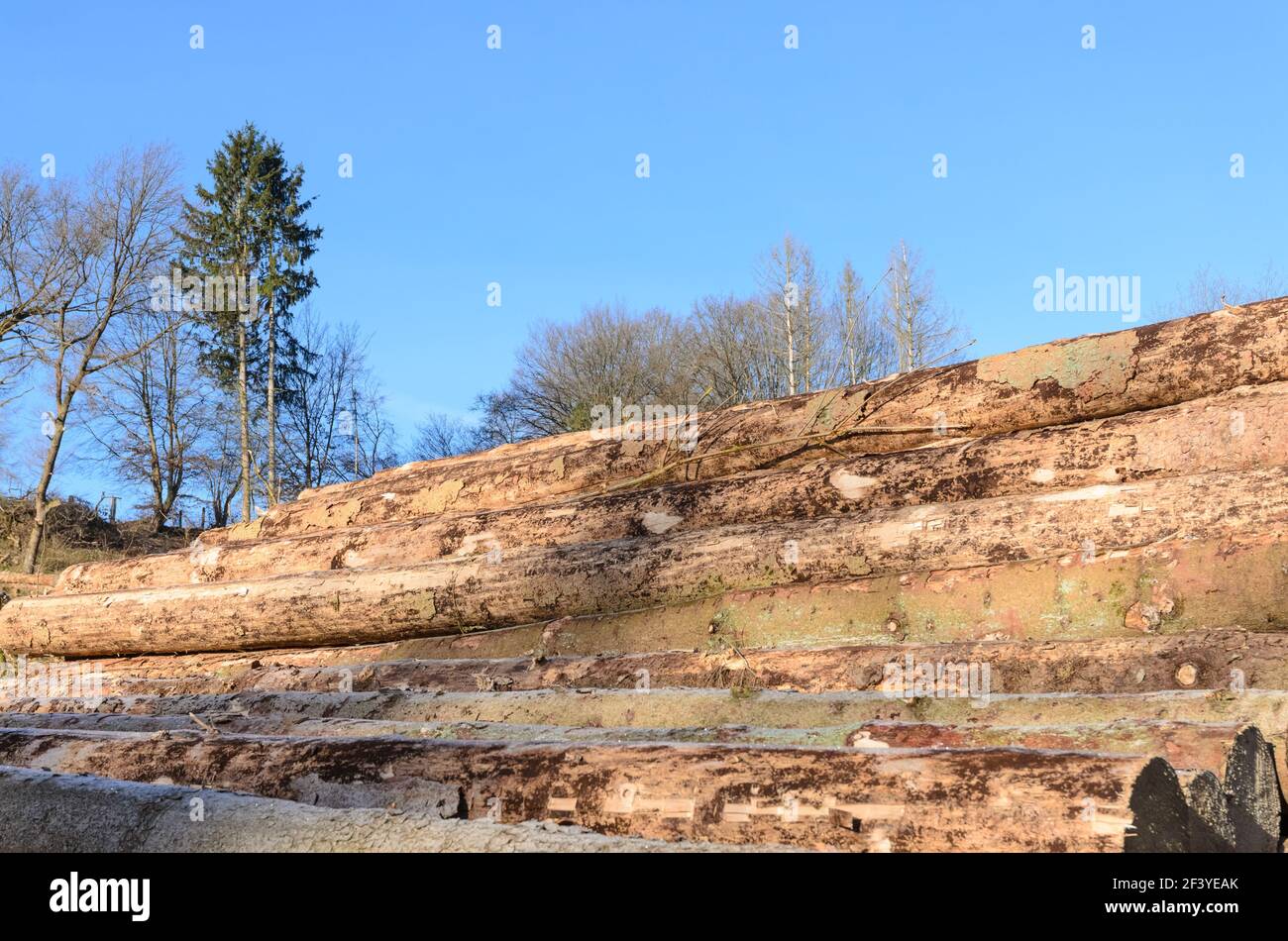 Pile d'arbres abattus dans un chantier de bûcherons ou un site d'exploitation forestière, de nombreuses troncs de bois, pile de bois dans la forêt, déforestation, Allemagne, Europe Banque D'Images