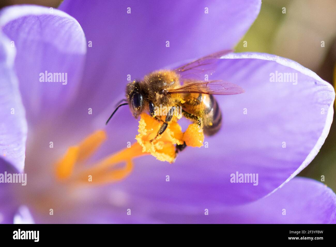 Killéarn, Stirling, Écosse, Royaume-Uni. 18 mars 2021. Météo au Royaume-Uni - une abeille collectant le pollen des fleurs de Crocus lors d'une chaude journée de printemps ensoleillée avec des températures d'environ 15 degrés à Stirling, Écosse crédit: Kay Roxby/Alay Live News Banque D'Images