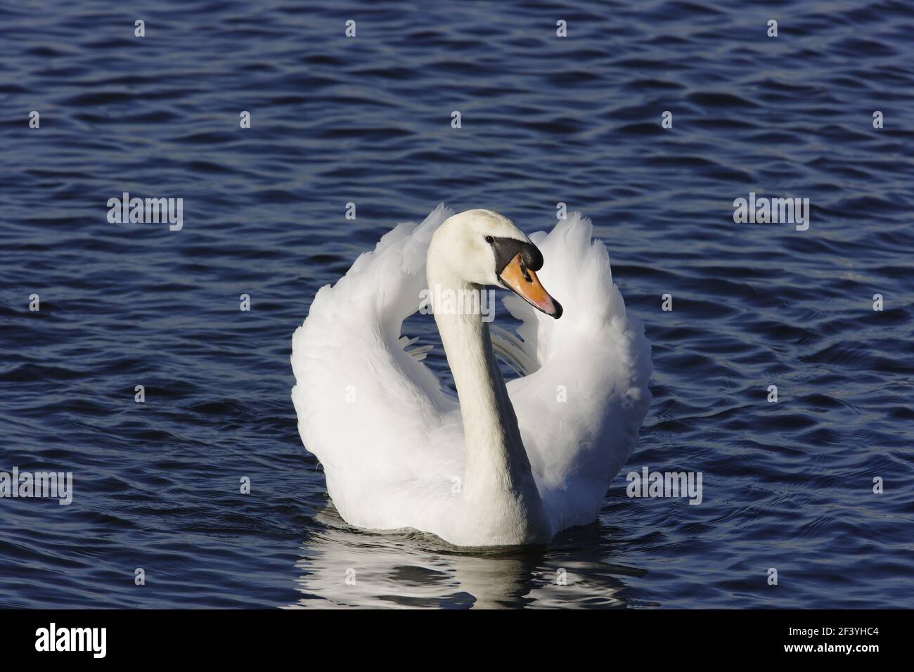 Mute Swan - Homme DisplayingCygnus olor Welney WWT, Ouse Washes Norfolk, Royaume-Uni BI015250 Banque D'Images