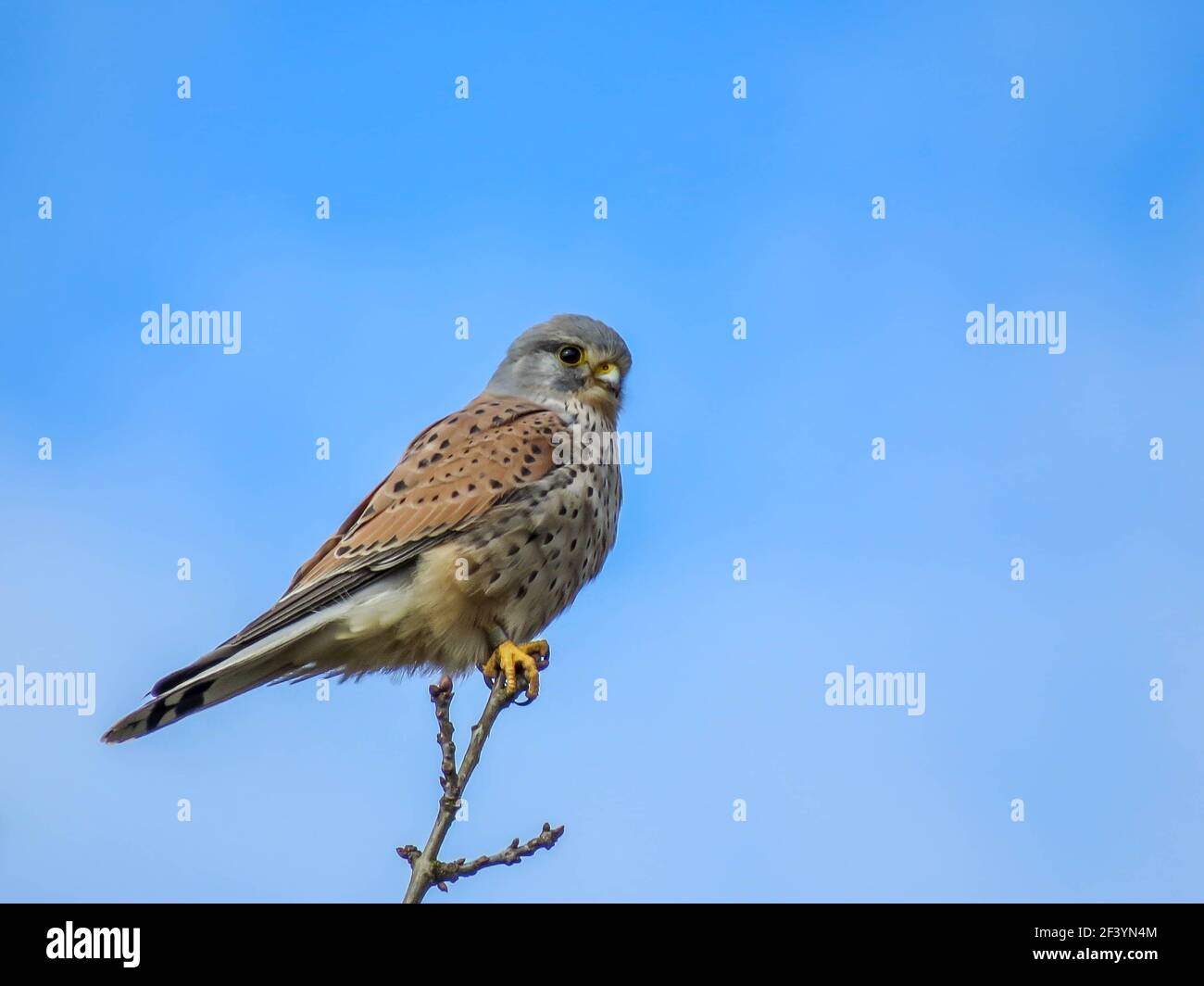 magnifique kestrel perchée dans un arbre à la recherche de proies Banque D'Images
