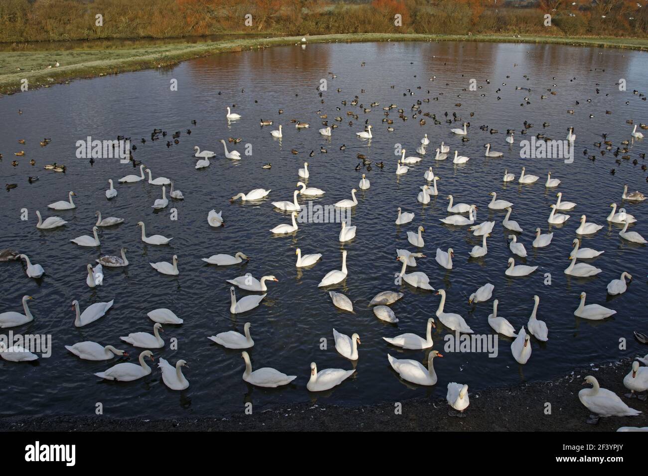 Whooper Swan, Mute Swan & DucksOlor cygnus, Cygnus olor Caerlaverock WWT centre Dumfries, Écosse BI020159 Banque D'Images