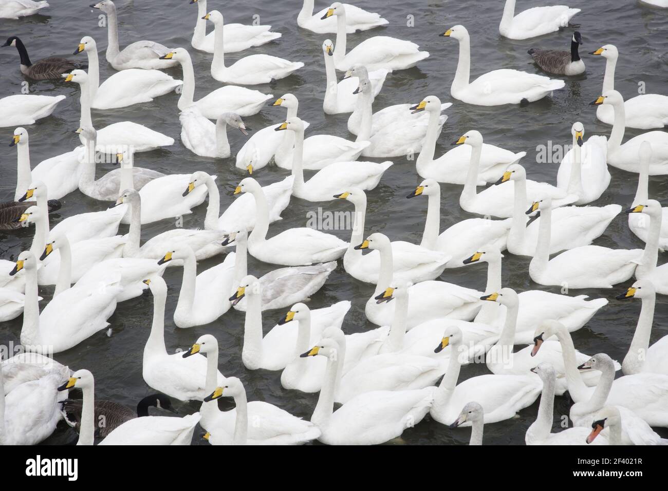 Whooper Swan - rassemblement pour foodOlor cygnus Caerlaverock WWT BI020635 Banque D'Images