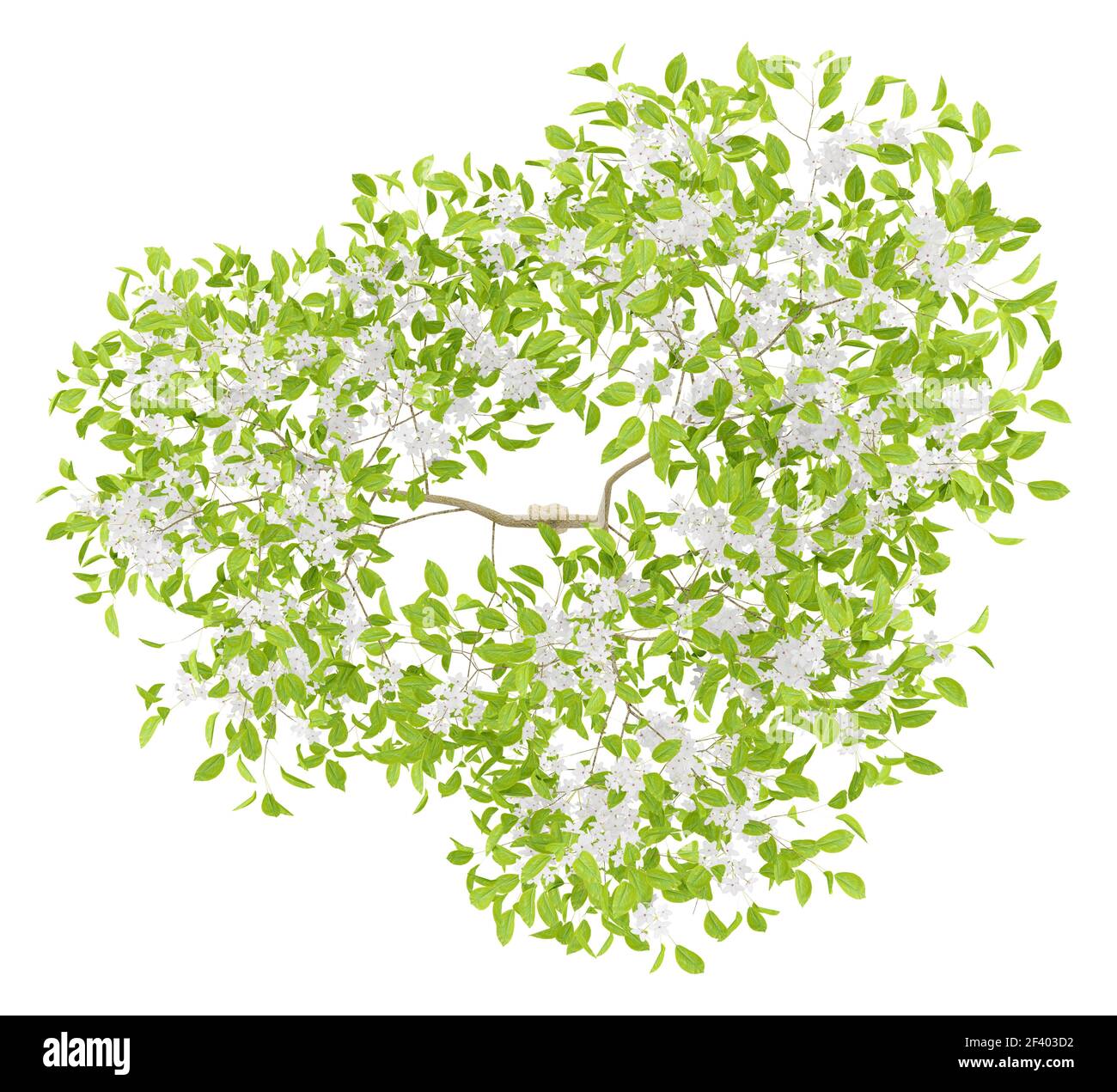 Vue de dessus de la floraison pear tree isolé sur fond blanc. 3d illustration Banque D'Images