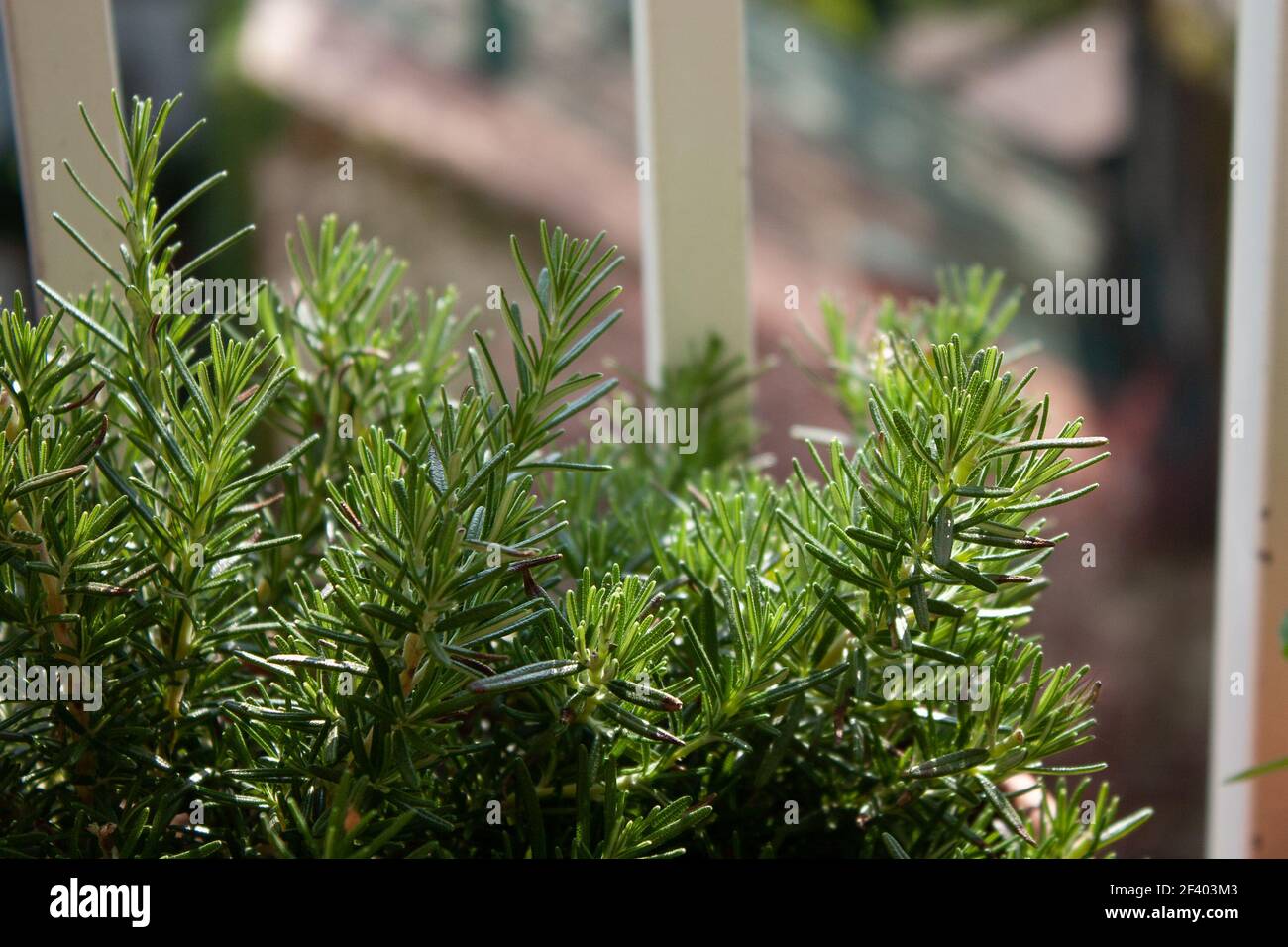 Romarin sur un balcon. Banque D'Images