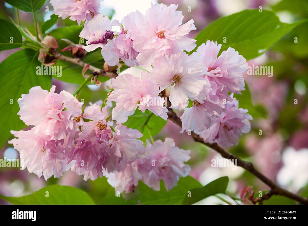 Belle floraison de sakura japonaise au printemps. Arrière-plan nature avec fleurs de cerisier rose et feuilles vertes. Belle fleur de sakura japonaise Banque D'Images