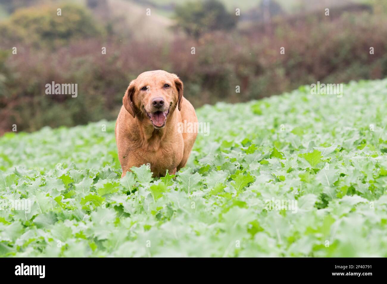 Le labrador jaune traverse une récolte Banque D'Images