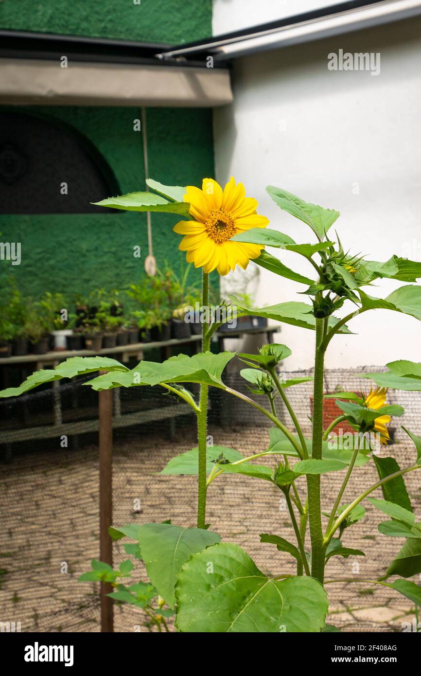 Un tournesol (Helianthus annuus) dans un jardin de Medellin, en Colombie Banque D'Images