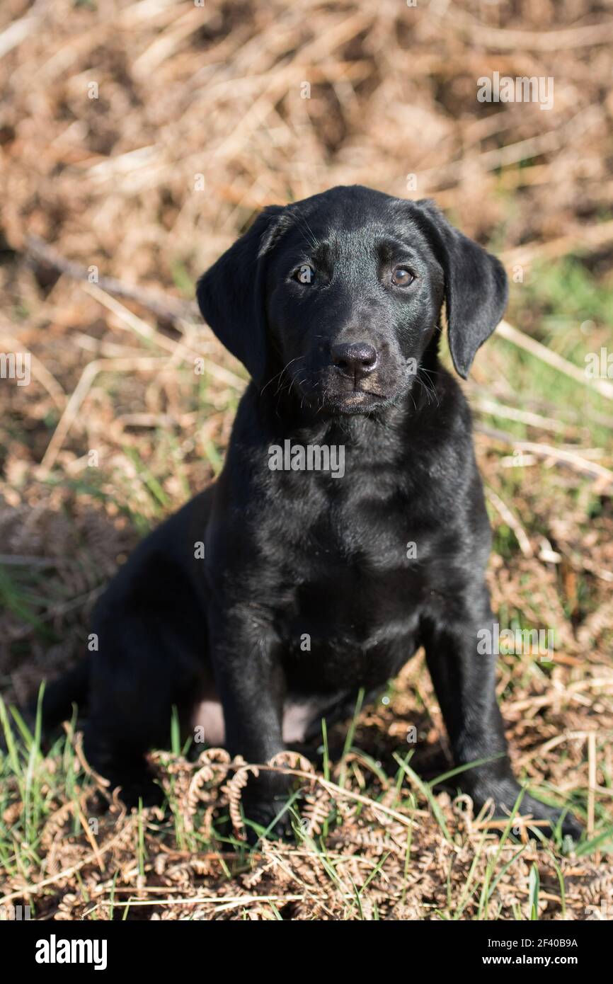Portrait de chiot Labrador noir Banque D'Images