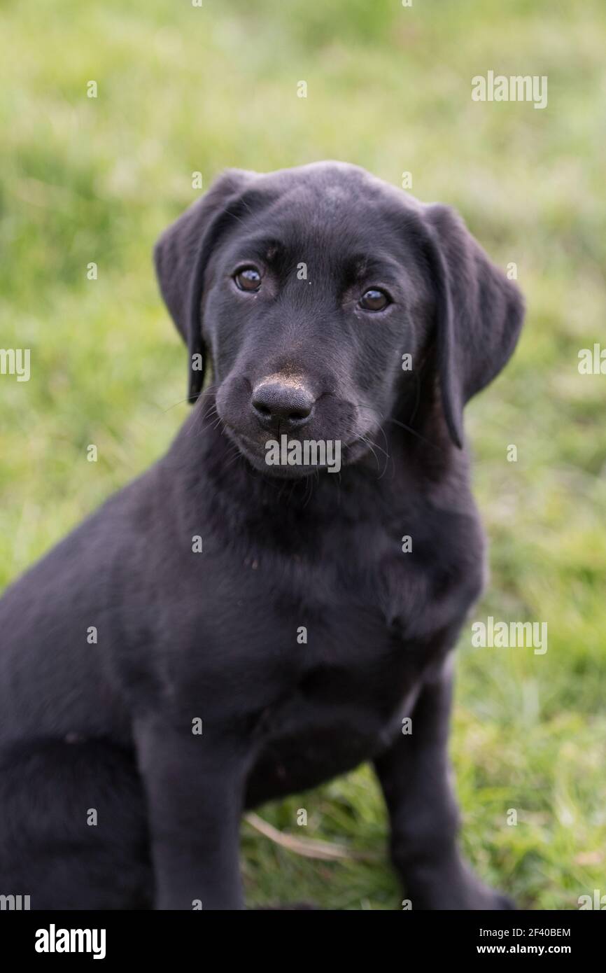 Portrait de chiot Labrador noir Banque D'Images