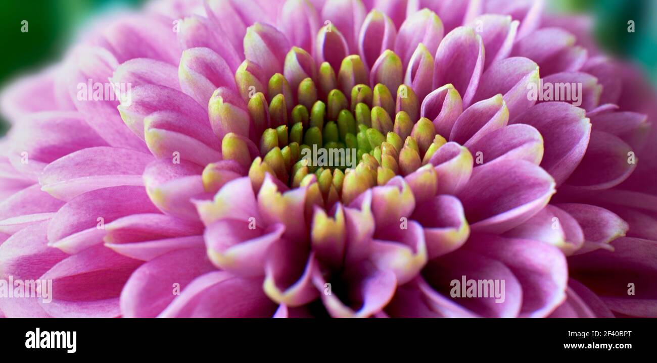 Close up photographie de fleur pourpre Chrysanthemum morifolium montrant les étamines et les pétales Banque D'Images