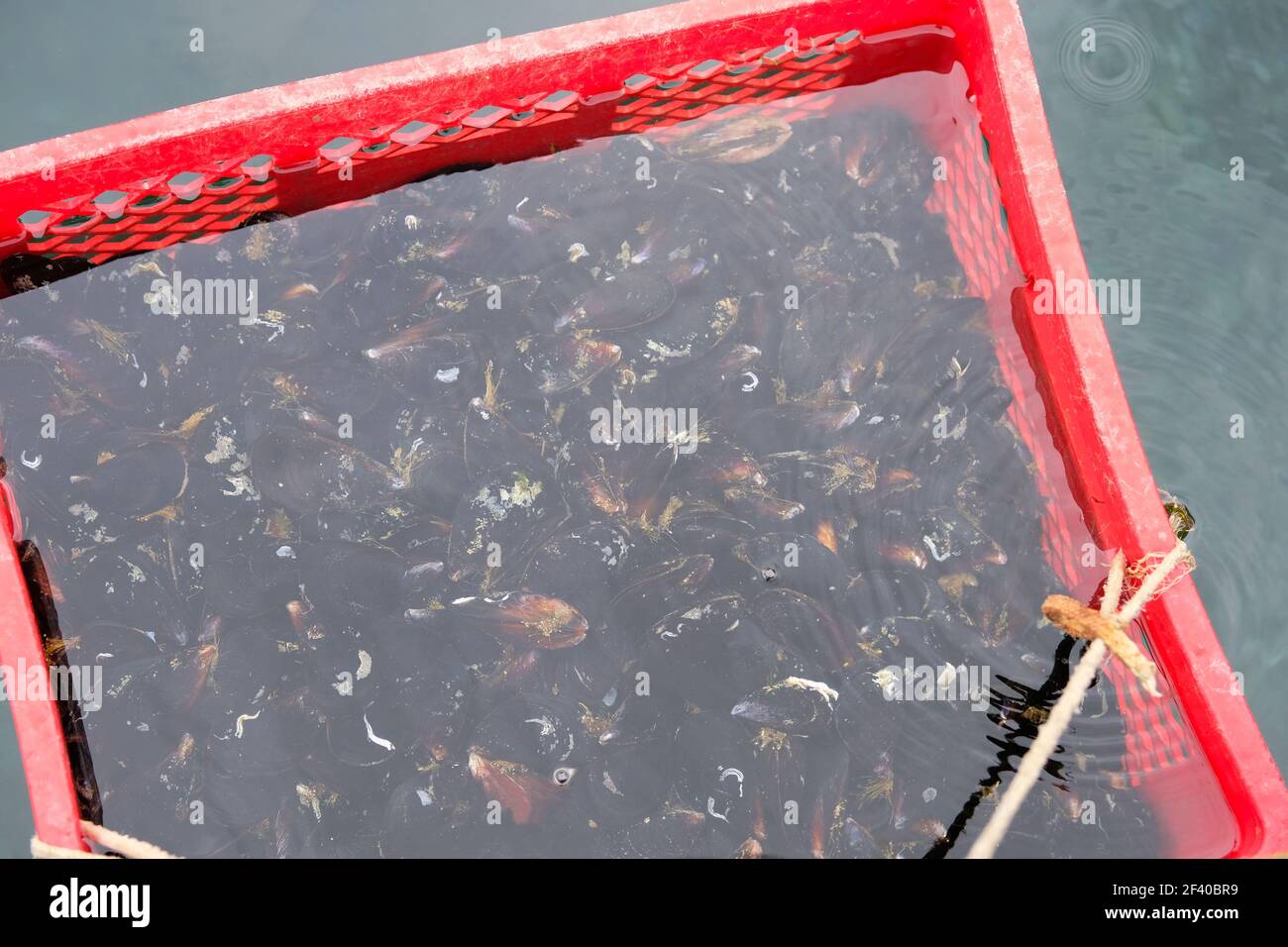 Les moules fraîches dans un récipient rouge dans l'eau sont vendues dans le port. Marché du poisson. Banque D'Images