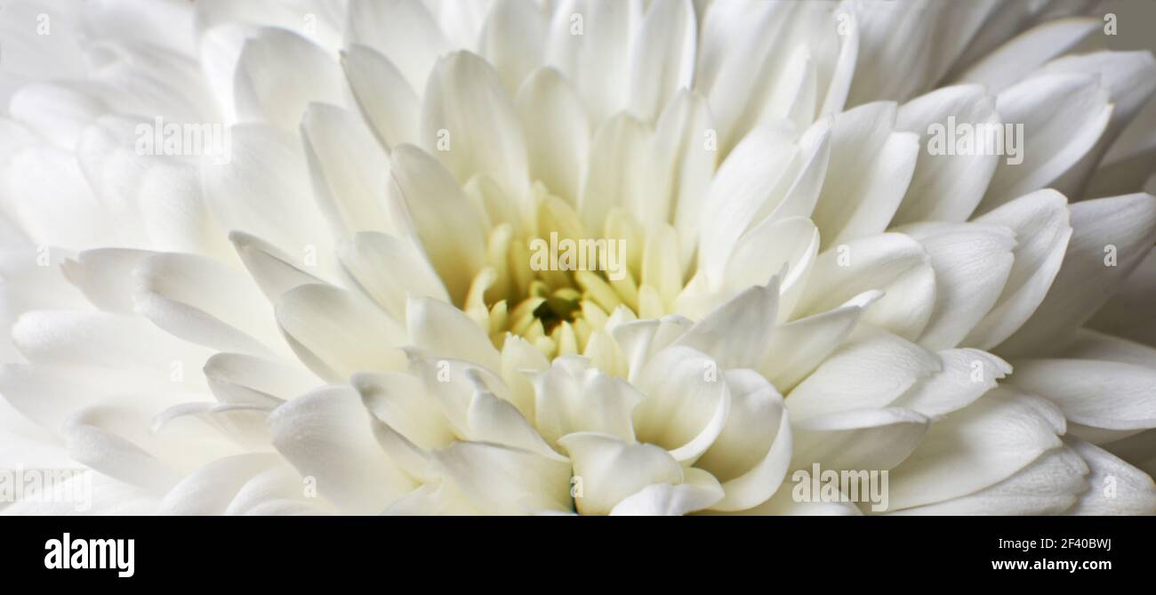 Close up photographie de fleur de chrysanthème blanc montrant les étamines et les pétales Banque D'Images