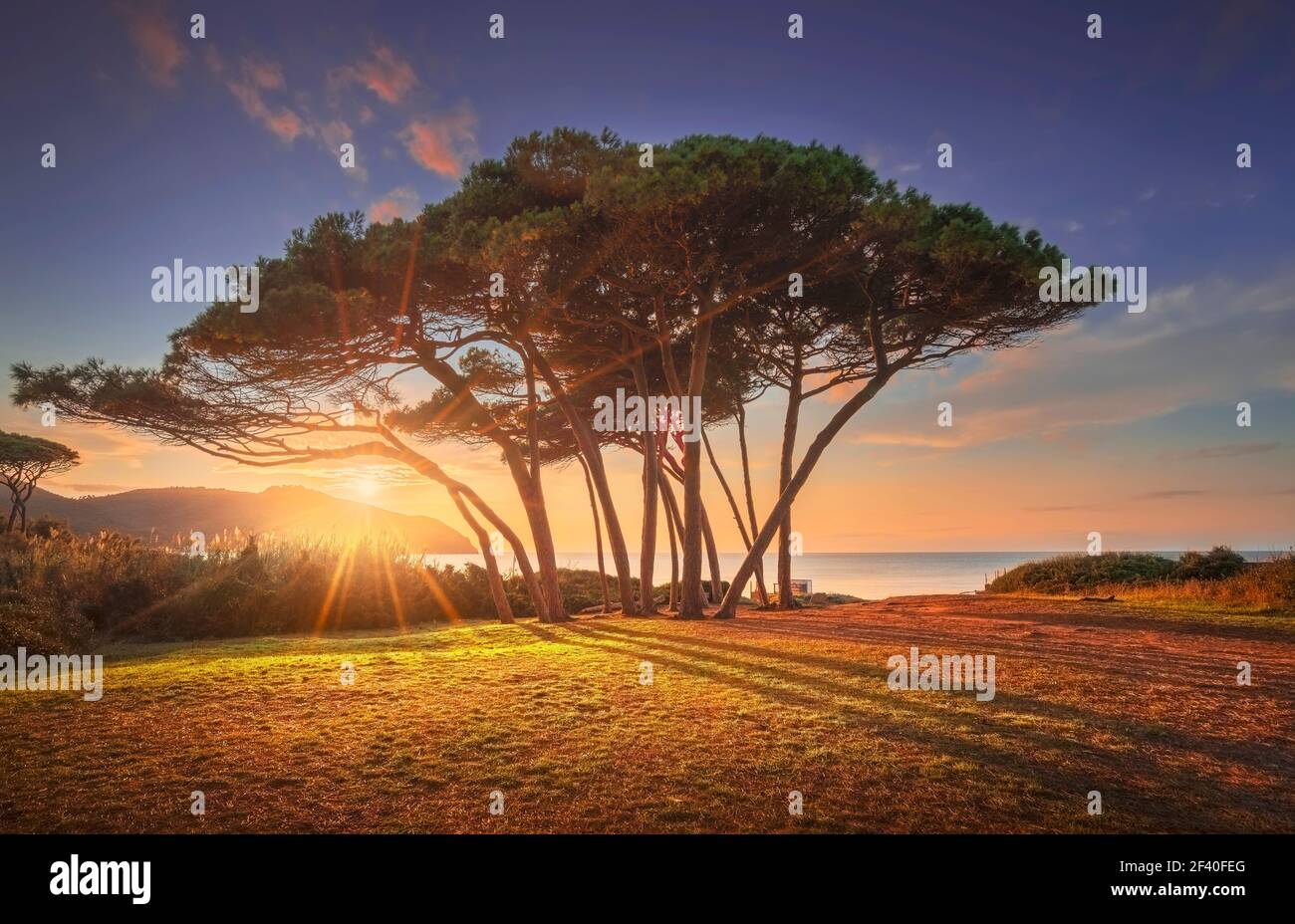 Groupe de pins près de la mer et de la plage au coucher du soleil. Baratti, Maremme, Piombino, Toscane, Italie. Banque D'Images