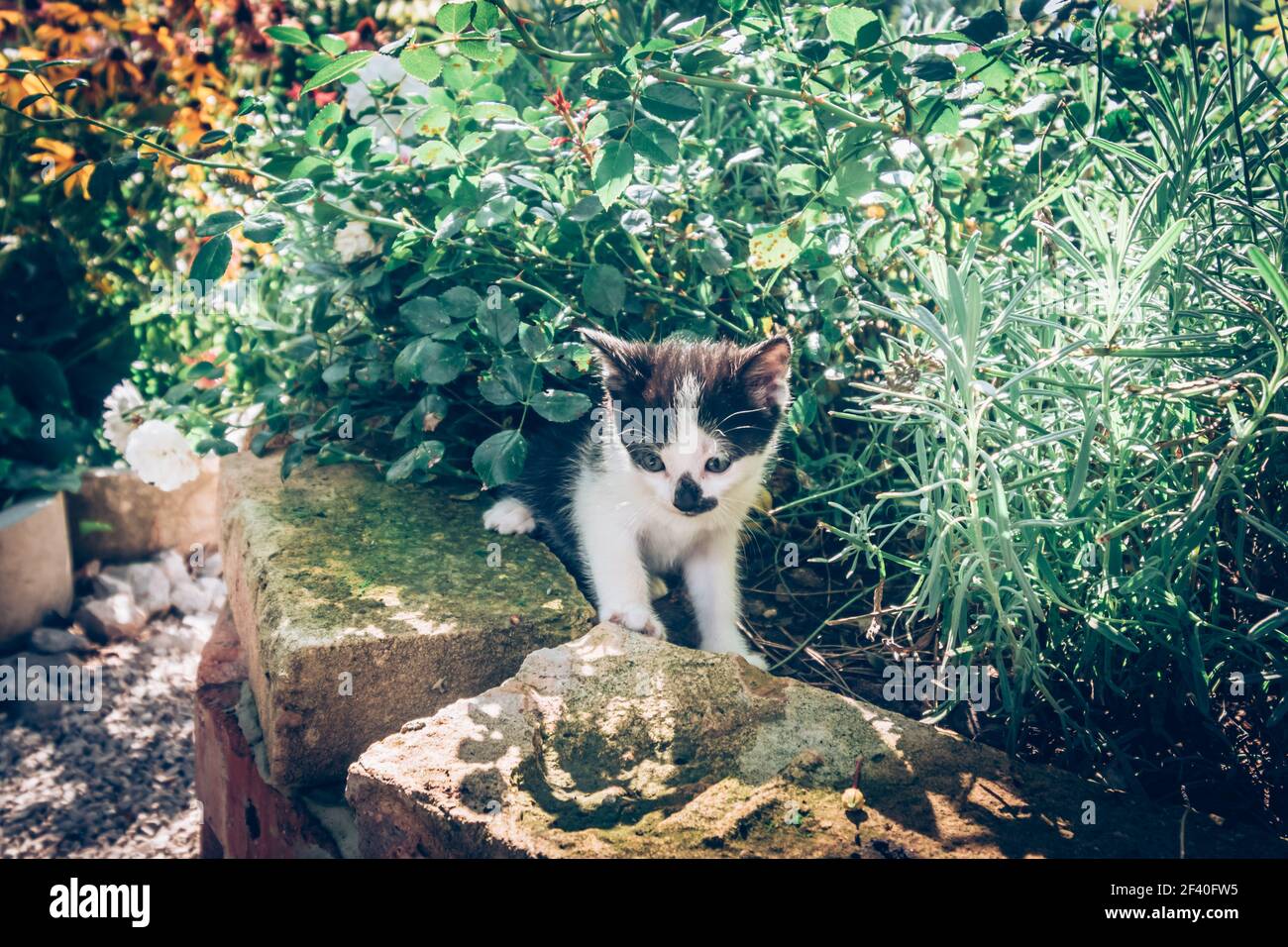 adorable chaton noir et blanc en été coloré jardin Banque D'Images
