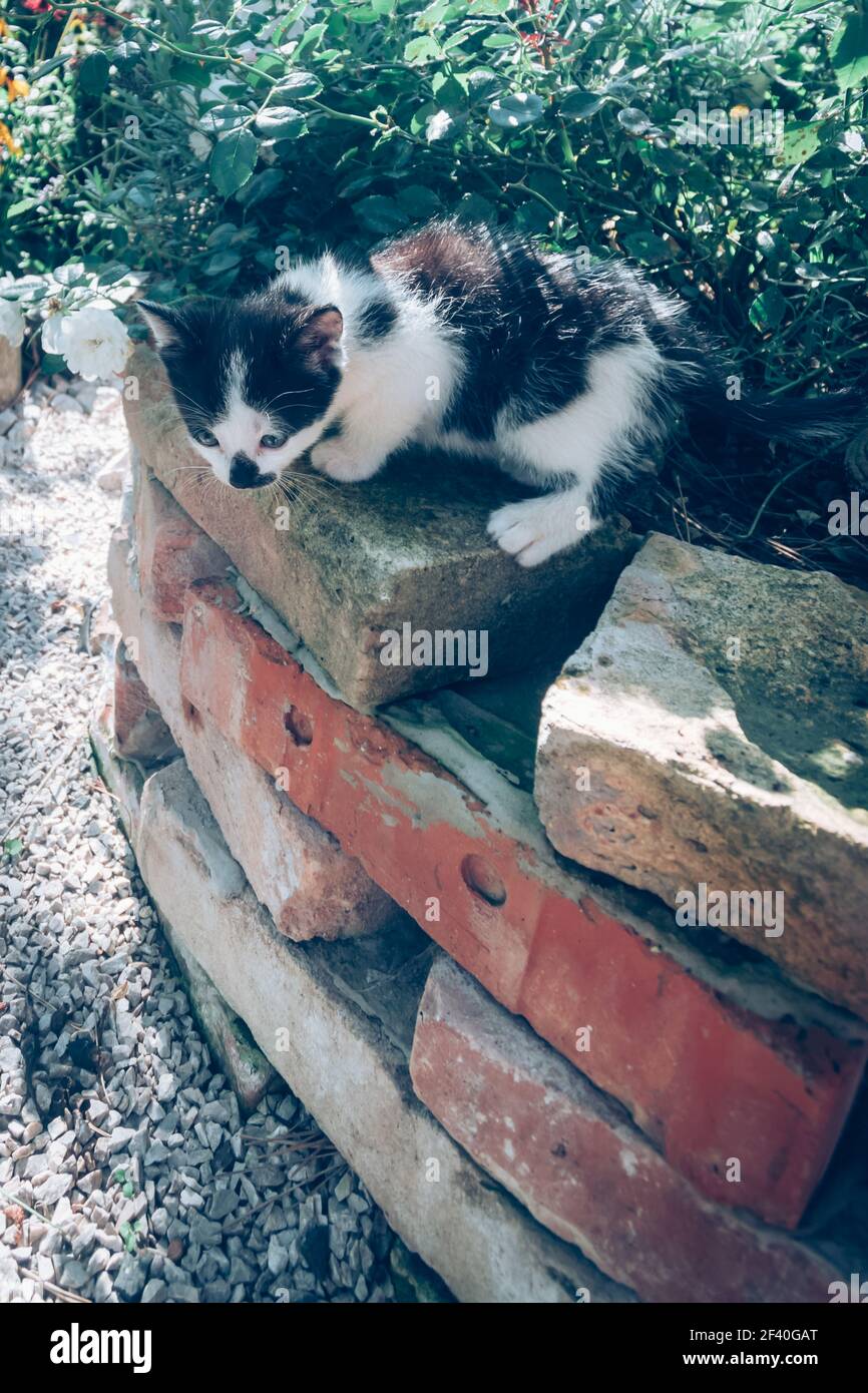 Adorable Bebe Chaton Noir Et Blanc De Couleur Sur Briques Regarder Vers Le Bas Photo Stock Alamy