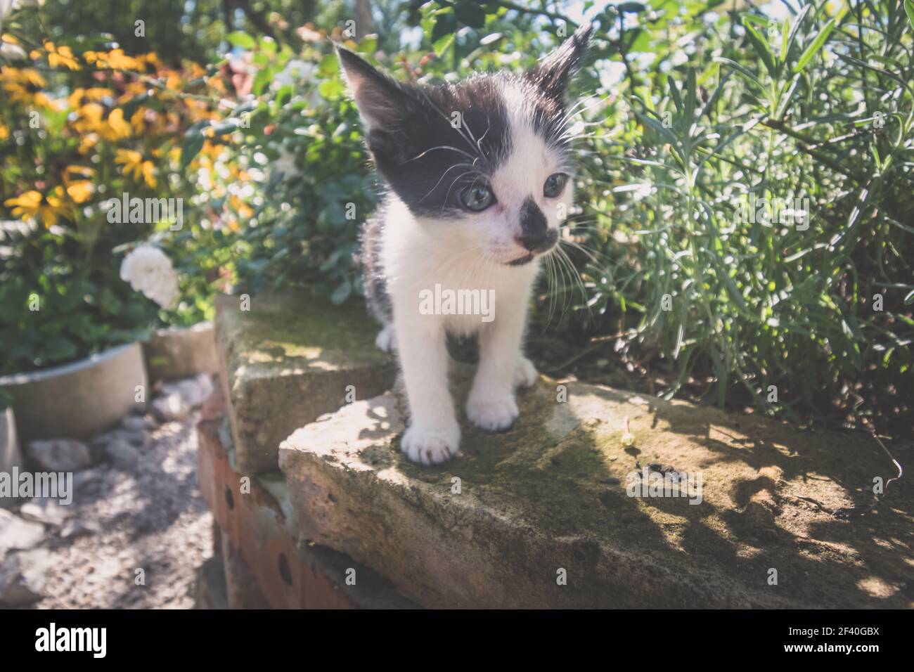 adorable chaton noir et blanc en été coloré jardin Banque D'Images