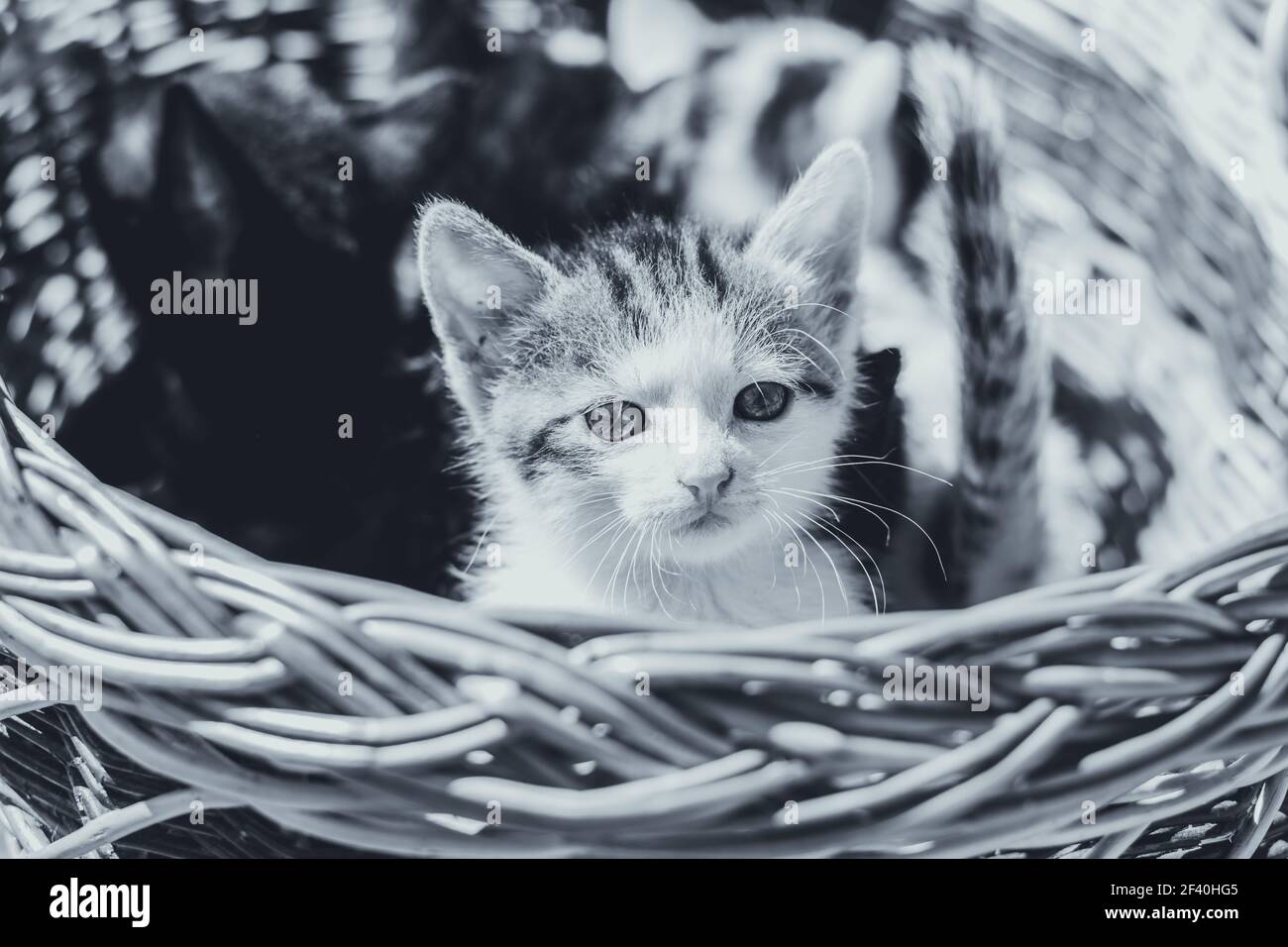 adorable visage de chaton regardant hors du panier Banque D'Images