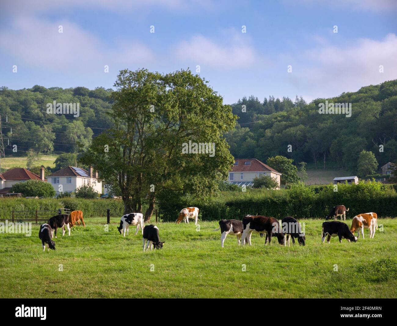 Une scène rurale de veaux paître dans un champ en été à Wrington, dans le nord du Somerset, en Angleterre. Banque D'Images