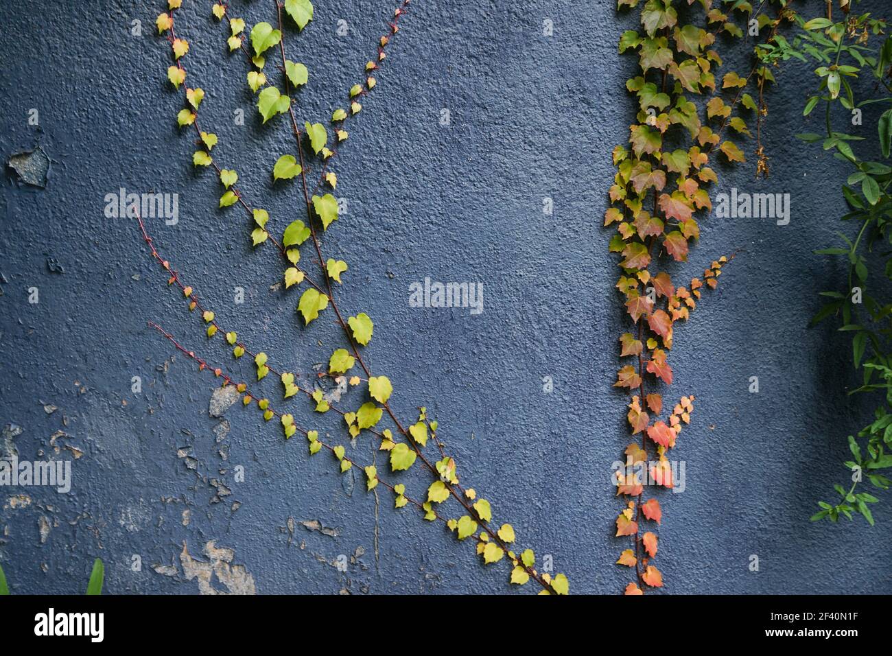 Rouge et vert et laisse le fond de texture. Feuilles d'automne sur le mur bleu. Arrière-plan de texture des feuilles rouges et vertes. Feuilles d'automne sur le mur bleu. Banque D'Images