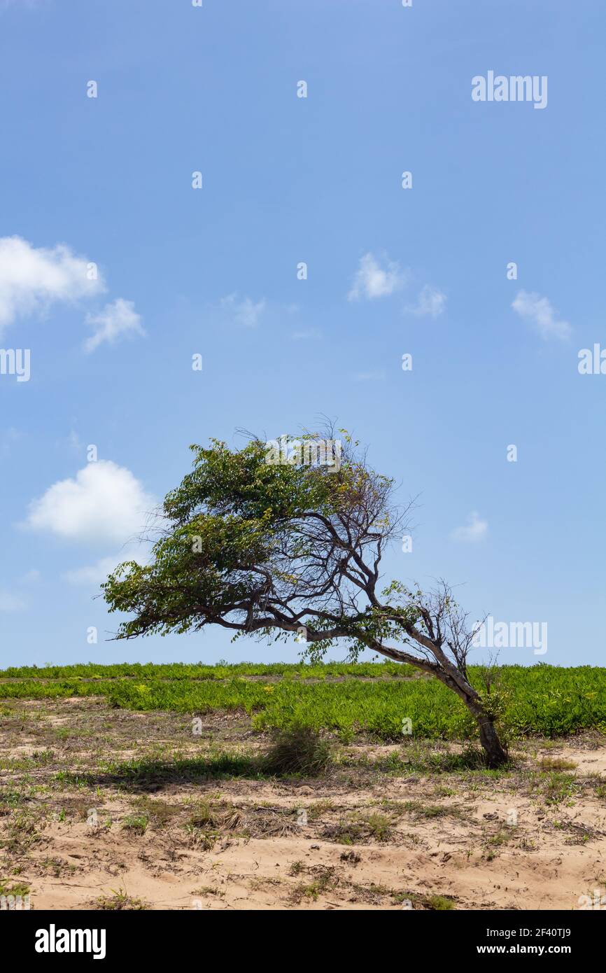 Un arbre discipliné par le vent constant de la mer. Force de la nature. Paysage d'une toundra marine. Photographie de jour. Banque D'Images