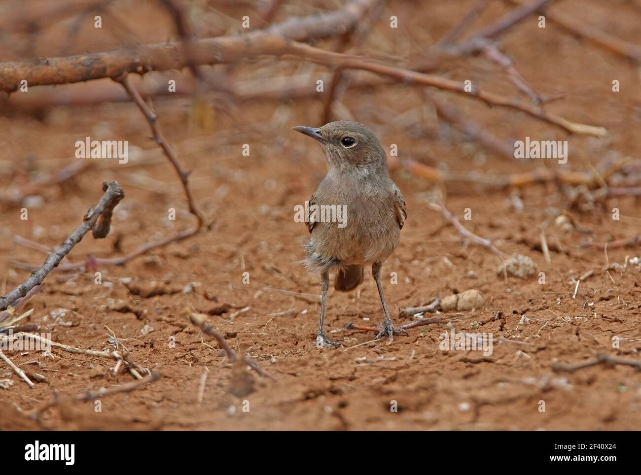 Chat à queue brune (Oenanthe scotocerca turkana) adulte au sol sous le lac de brousse Baringo, Kenya Novembre Banque D'Images