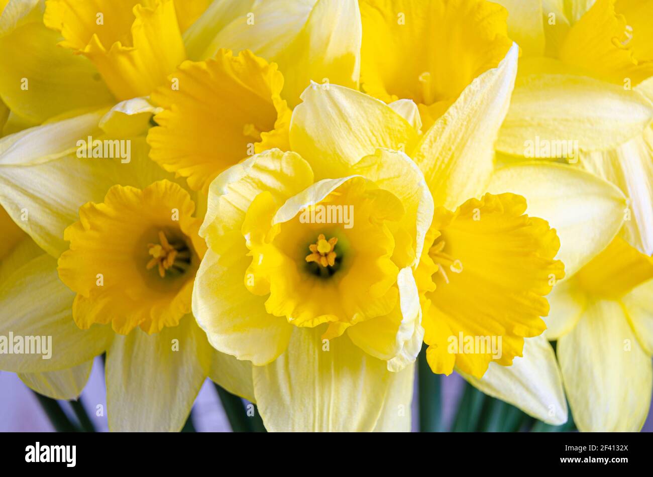 Vue rapprochée des fleurs de jonquilles jaunes vibrantes. Banque D'Images