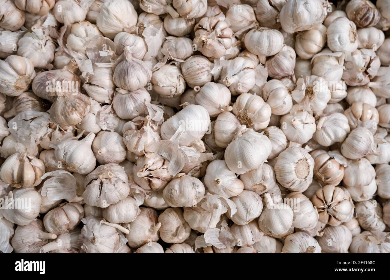 Texture de la pile d'ail blanc. Photo de clôture de la table de l'ail frais sur le marché. Film de têtes d'ail blanc. Vue du dessus du tas de la tête d'ail blanche. Texture de la pile d'ail blanc. Photo de clôture de la table de l'ail frais sur le marché. Pile de têtes d'ail blanches. Banque D'Images