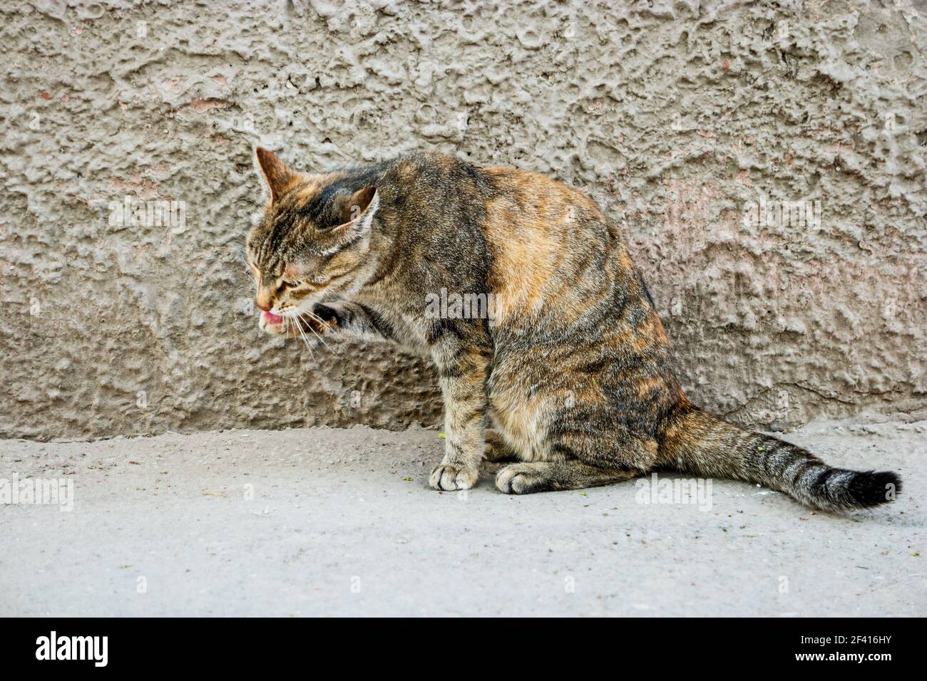 Soin Calico pour chats devant un mur à plâtrerie gris. Soin Calico pour chats devant un mur en plâtré Banque D'Images