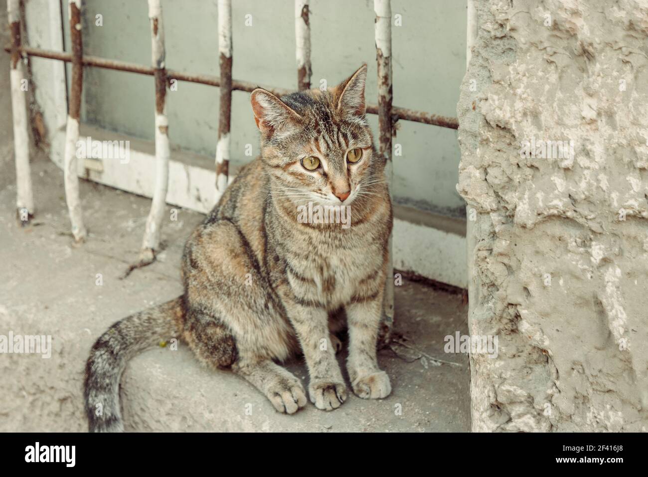 Calico Cat est assis sur un vieux rebord de fenêtre avec une grille anti-vandalisme. Calico chat sur le vieux rebord de fenêtre avec la grille anti-vandalisme Banque D'Images