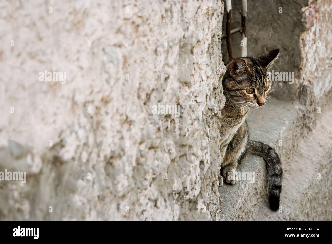 Calico chat peeking hors d'une fenêtre d'ouverture, beaucoup d'espace pour le texte. Calico chat peeking hors d'une ouverture de fenêtre Banque D'Images