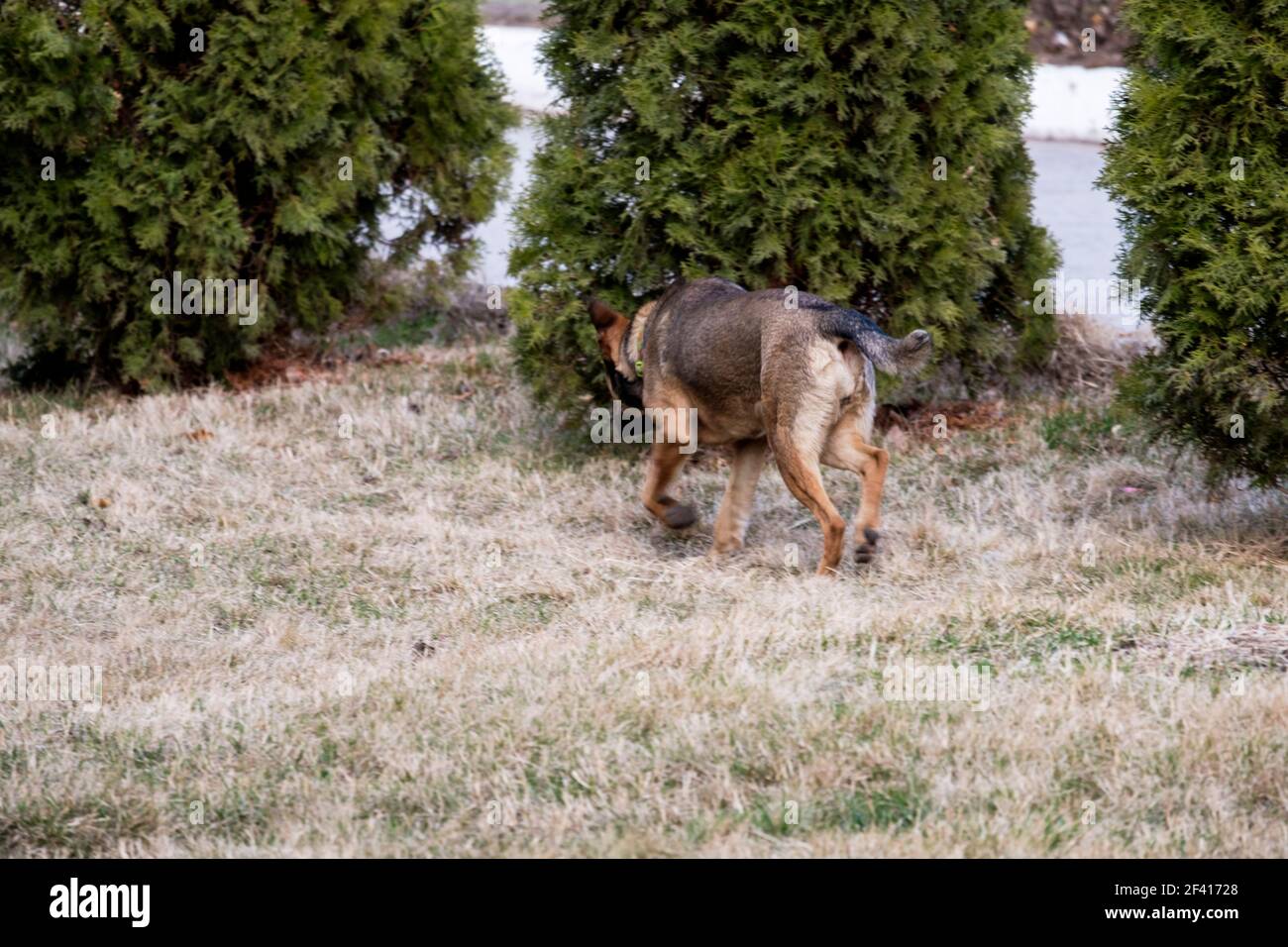 le chien errant seul s'en éloigne. le chien errant seul s'en éloigne Banque D'Images