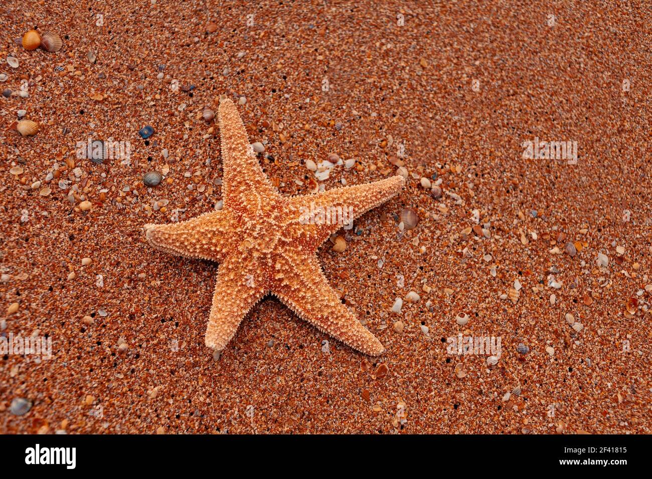 Étoiles de mer sur le sable comme bains de soleil touristiques, copier l'espace. Des étoiles de mer seules sur le sable comme bains de soleil touristiques Banque D'Images