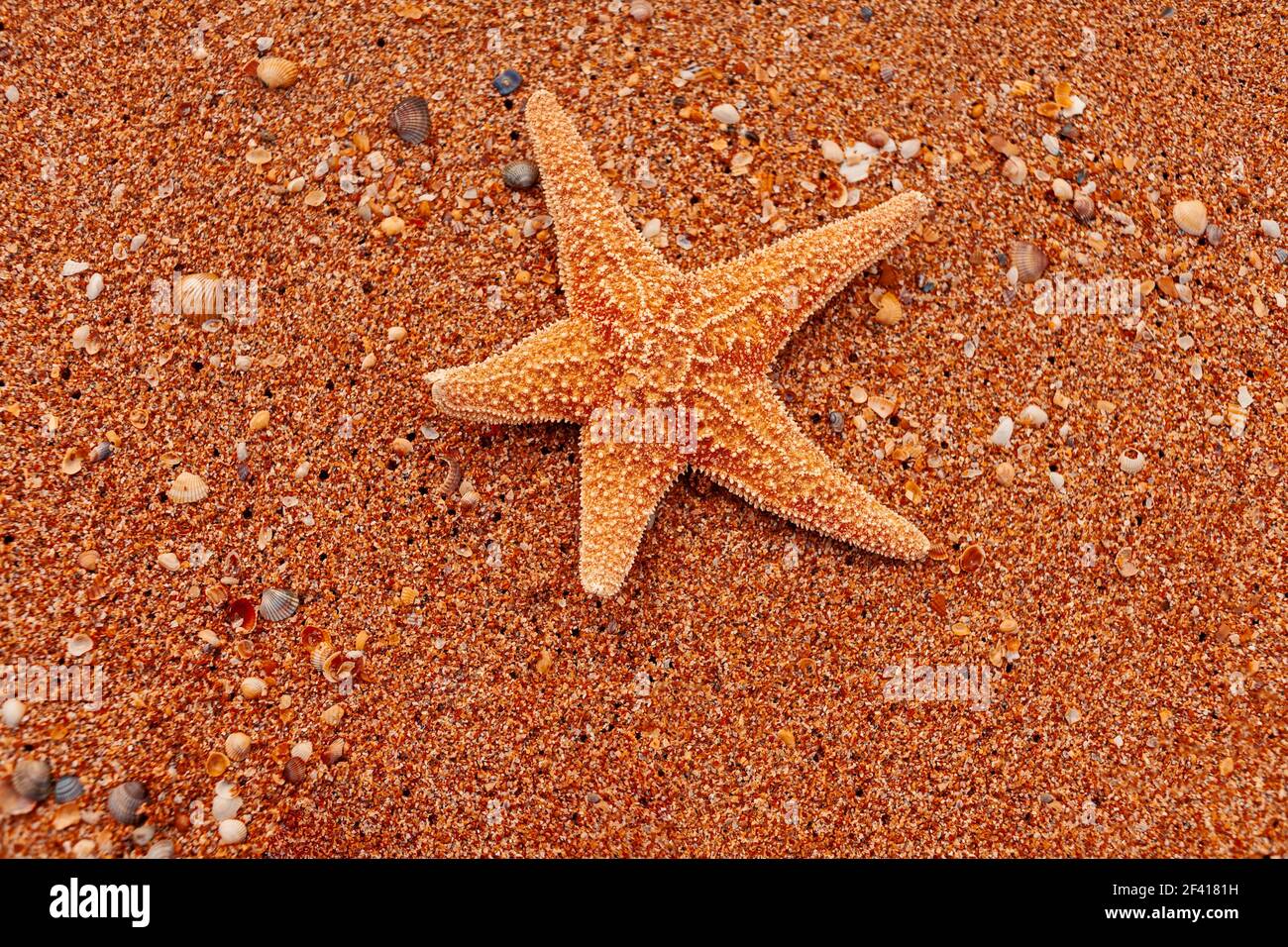 Poissons étoiles sur le sable grossier depuis la vue d'en haut. Poisson-étoile sur sable grossier Banque D'Images