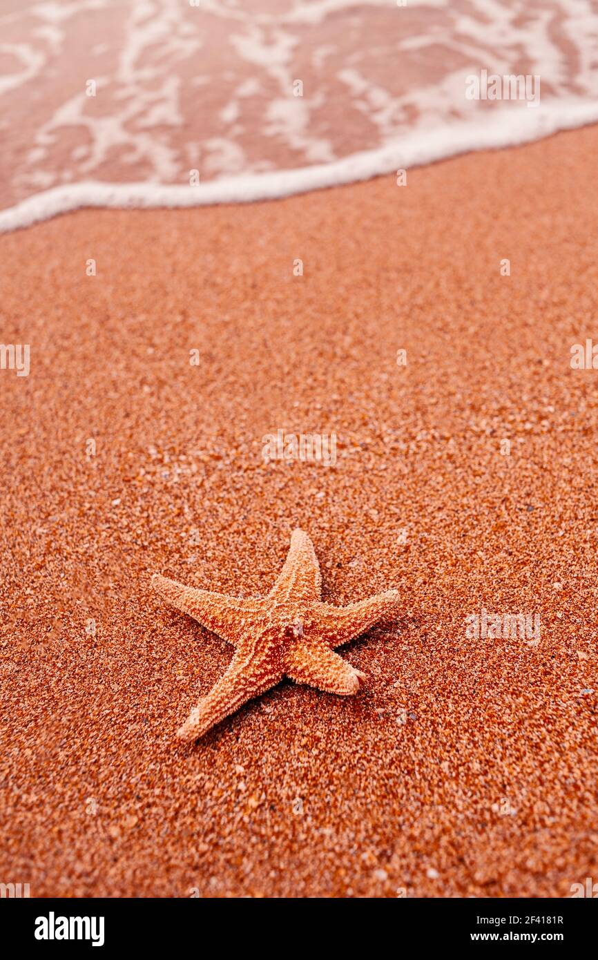 Starfish allongé sur le sable et vague de surf douce sur l'arrière-plan beaucoup d'espace pour le texte. Starfish allongé sur le sable et vague de surf douce en arrière-plan Banque D'Images