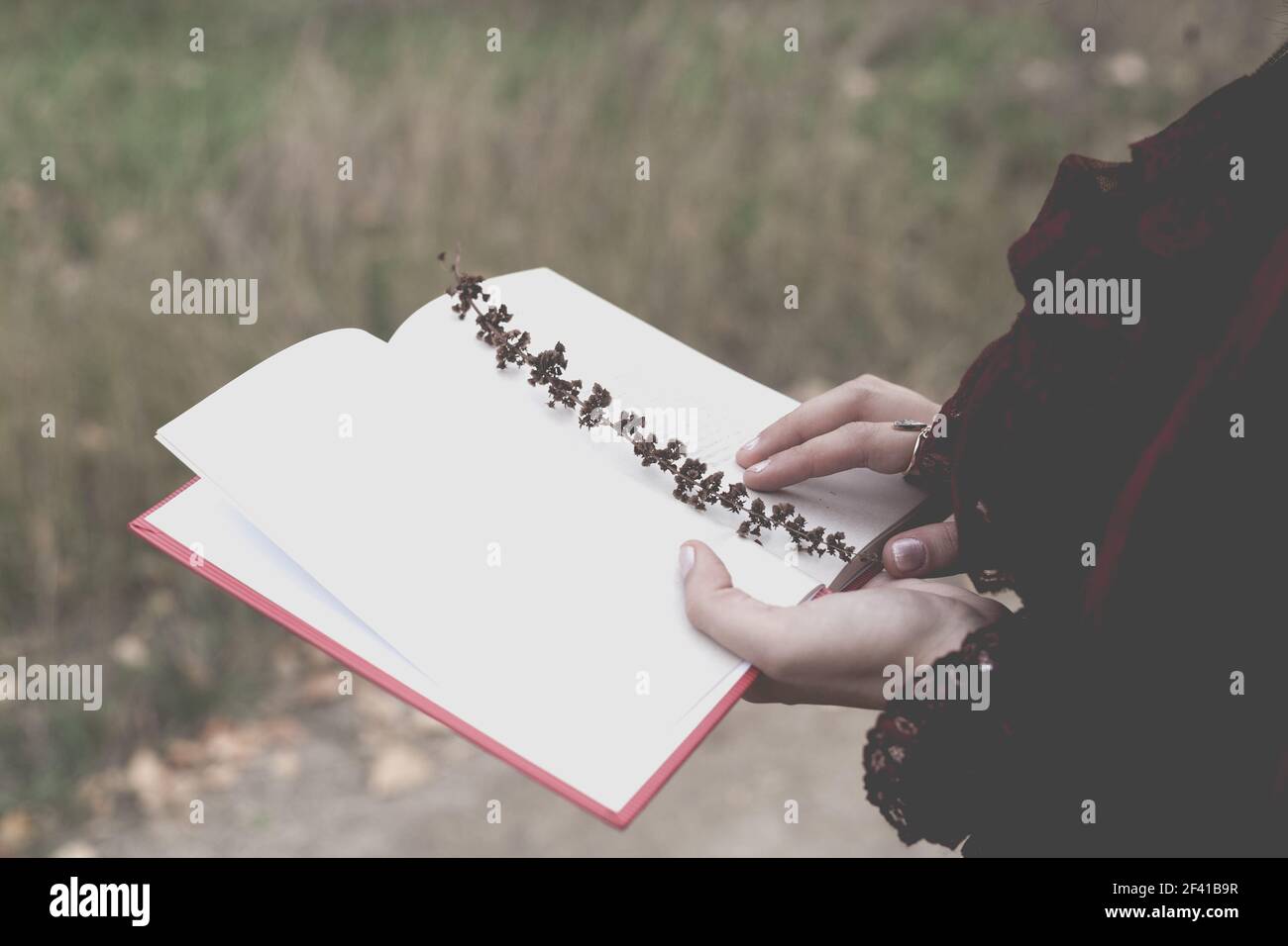 Une jeune femme tient un journal ouvert dans lequel une branche d'herbe est incrustée. Ambiance rétro en automne. La nostalgie est une image tonifiée dans la nature. Une jeune femme tient un journal ouvert dans lequel une branche d'herbe est incrustée. Ambiance rétro Banque D'Images