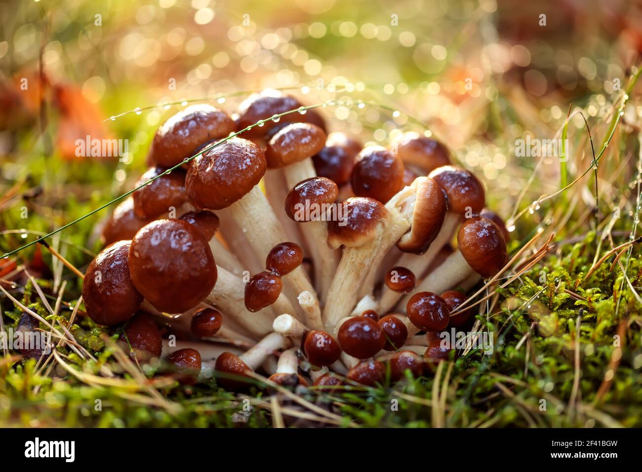 Armillaria champignons de miel agarique dans une forêt de soleil sous la pluie. Les champignons du miel sont considérés en Ukraine, en Russie, en Pologne, en Allemagne et dans d'autres pays européens comme l'un des meilleurs champignons sauvages. Banque D'Images