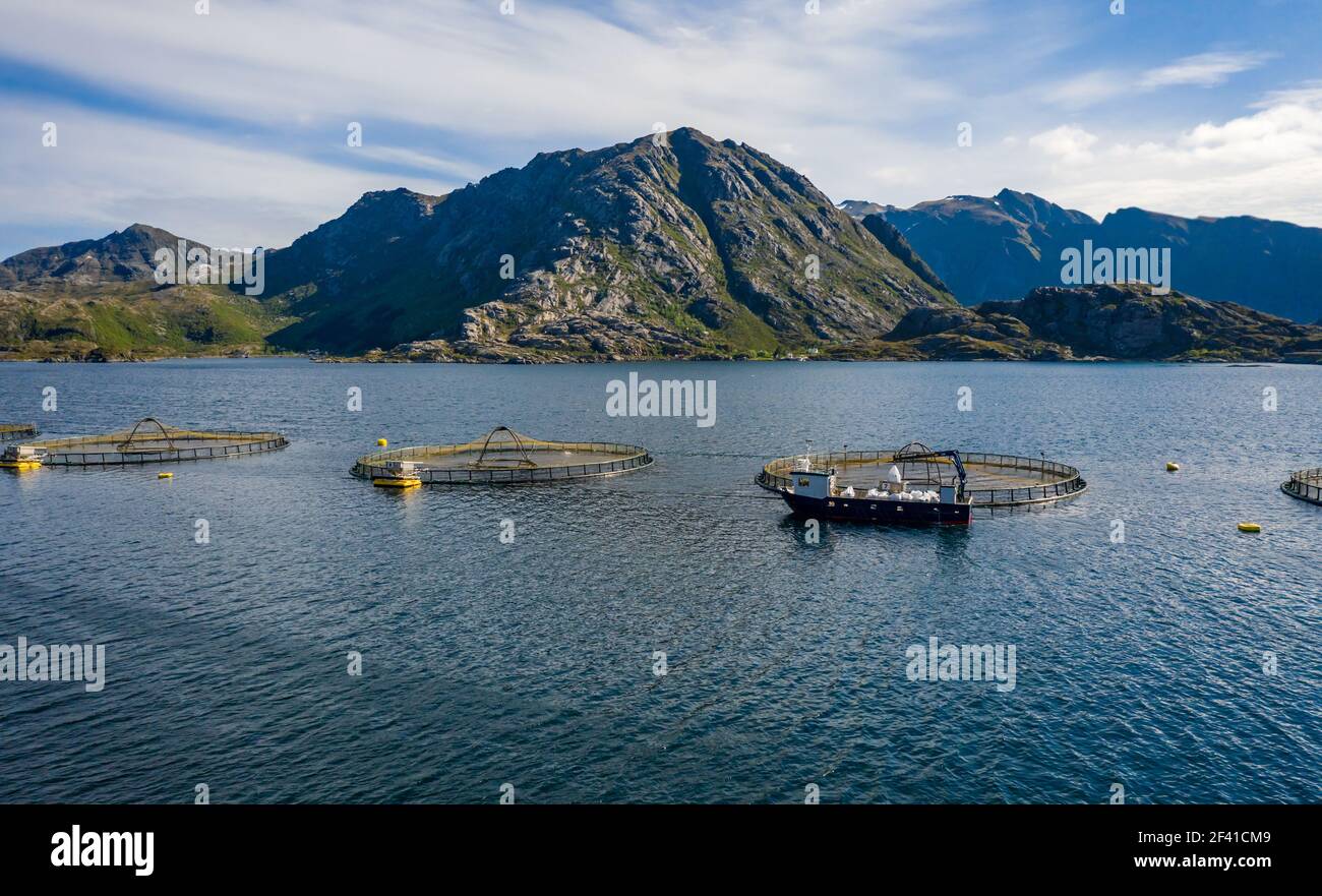 La pêche du saumon d'élevage en Norvège. La Norvège est le plus gros producteur de saumon d'élevage dans le monde, avec plus d'un million de tonnes produites chaque année. Banque D'Images