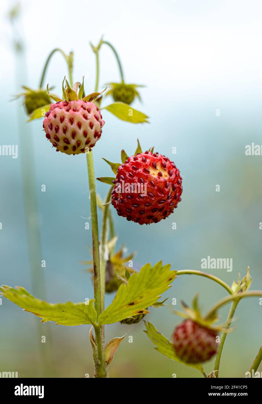 Berry de fraise mûre, Close up. Nature de la Norvège Banque D'Images